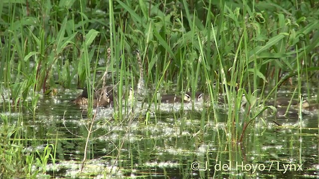 Wood Duck - ML201438061