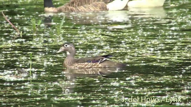 Wood Duck - ML201438071