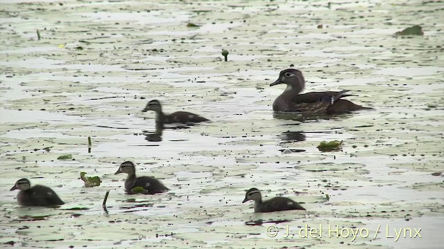 Wood Duck - ML201438081