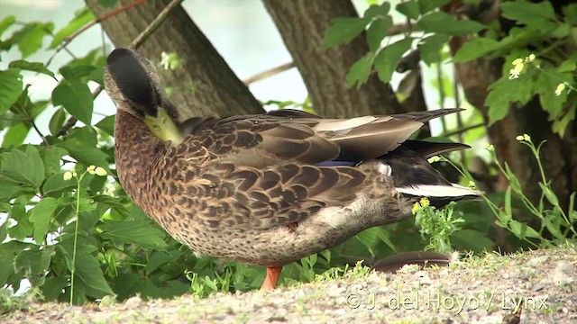 Mallard x American Black Duck (hybrid) - ML201438111