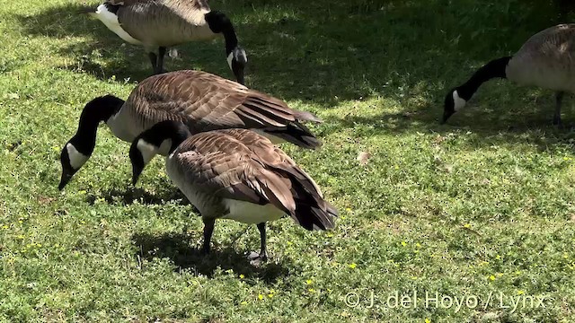 Canada Goose - ML201438121