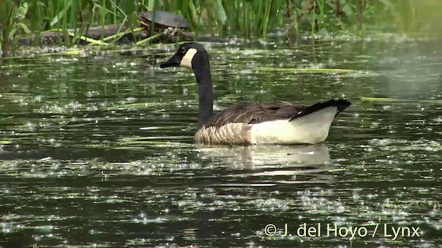 Canada Goose - ML201438131