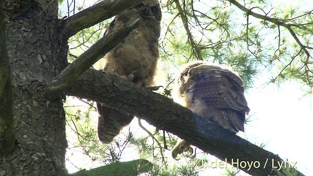 Great Horned Owl - ML201438171
