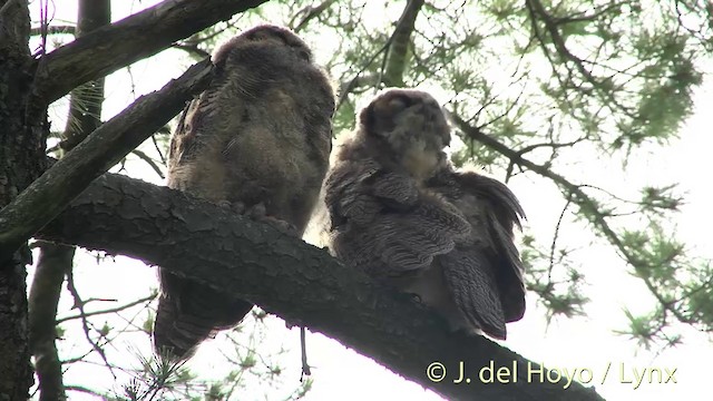 Great Horned Owl - ML201438201