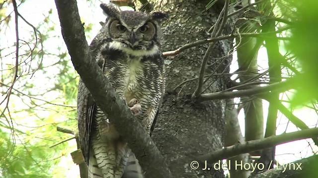 Virginiauhu - ML201438221