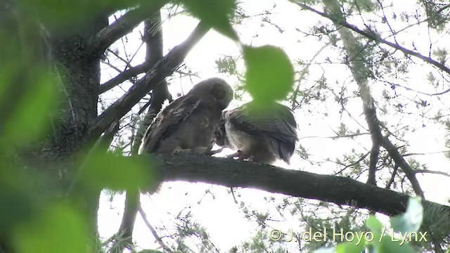 Virginiauhu - ML201438231