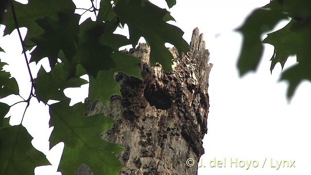 Red-headed Woodpecker - ML201438261