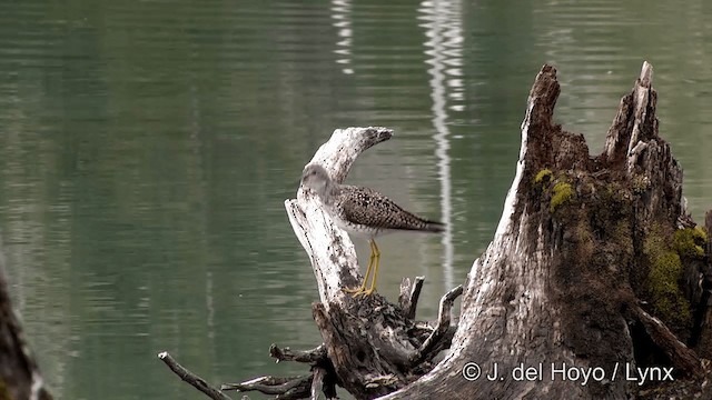 Lesser Yellowlegs - ML201438401