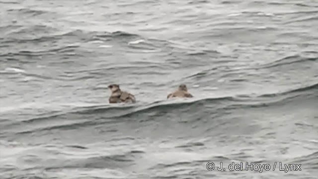 Kittlitz's Murrelet - ML201438481