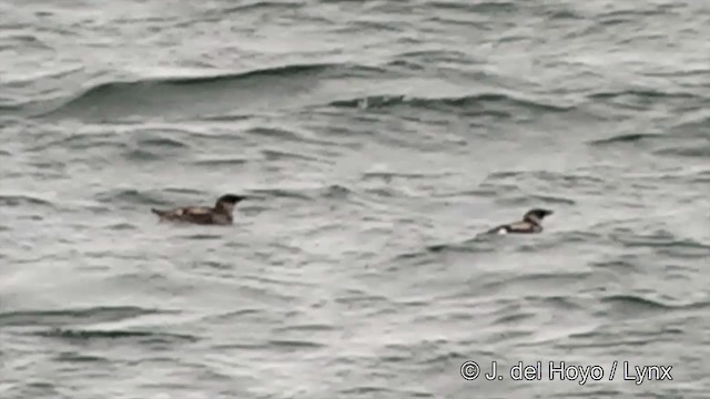 Marbled Murrelet - ML201438511