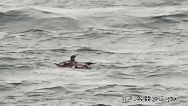 Marbled Murrelet - ML201438521