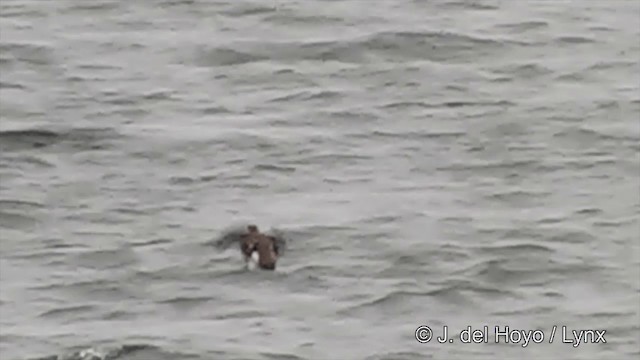 Marbled Murrelet - ML201438531