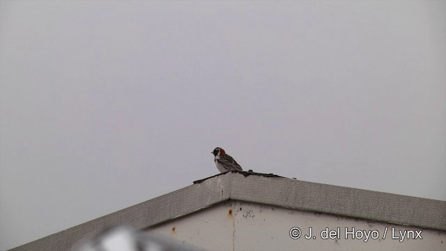 Lapland Longspur - ML201438571