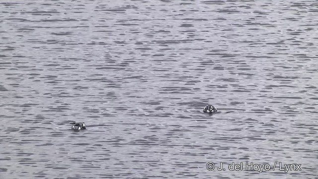 Pigeon Guillemot (columba Group) - ML201438661