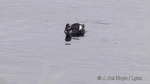 Pigeon Guillemot (columba Group) - ML201438681