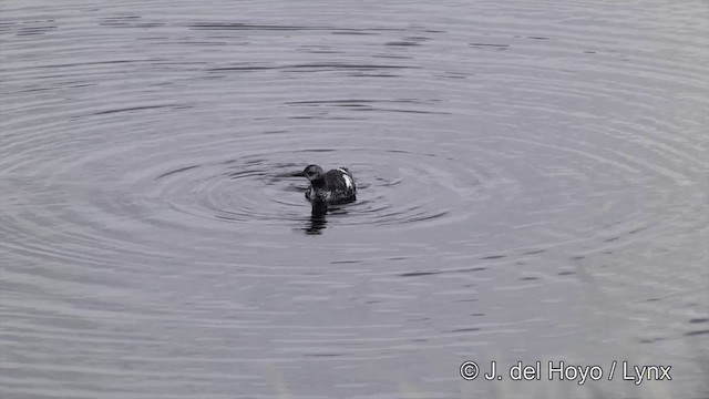 Pigeon Guillemot (columba Group) - ML201438691