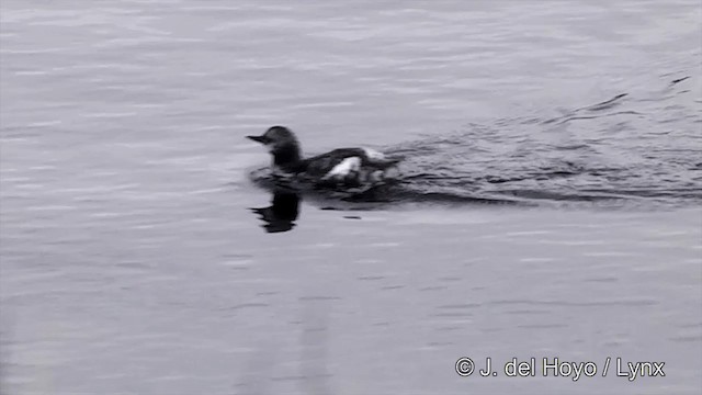 Pigeon Guillemot (columba Group) - ML201438701