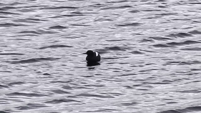 Pigeon Guillemot (columba Group) - ML201438721