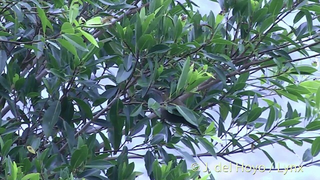 Méliphage d'Ovalau - ML201438901