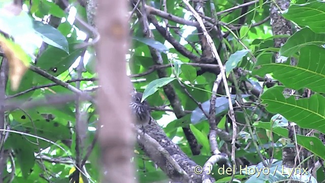 Fiji Streaked Fantail (Viti Levu) - ML201438921