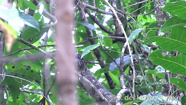 Fiji Streaked Fantail (Fiji) - ML201438921