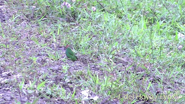 Fiji Parrotfinch - ML201438981