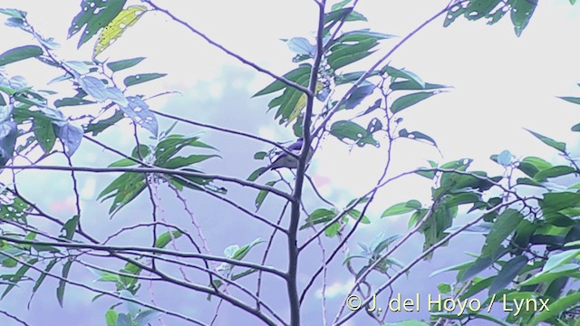 Vanikoro Flycatcher - ML201439001