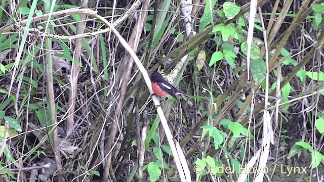 Pacific Robin (Vanuatu) - ML201439011