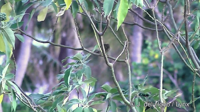 Méliphage foulehaio - ML201439021