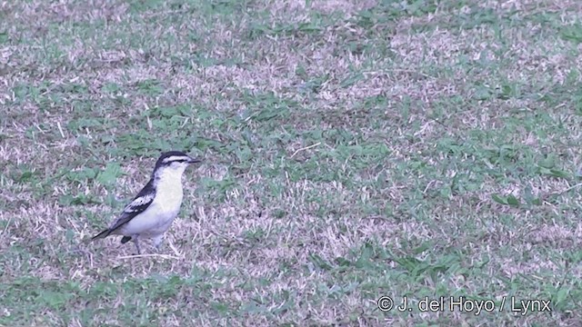 ポリネシアナキサンショウクイ - ML201439041