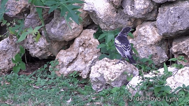 Échenilleur de Polynésie - ML201439061