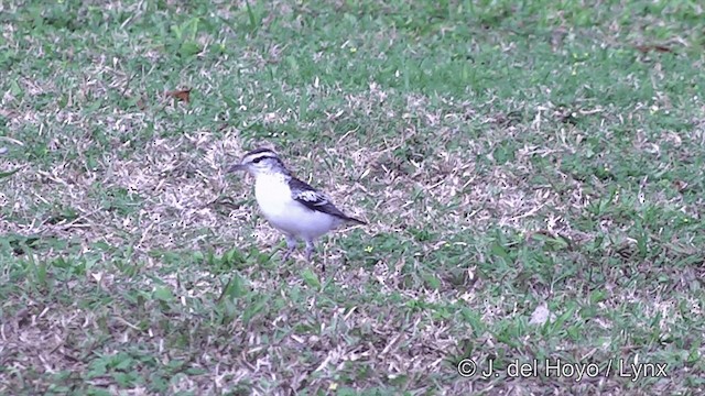 ポリネシアナキサンショウクイ - ML201439071