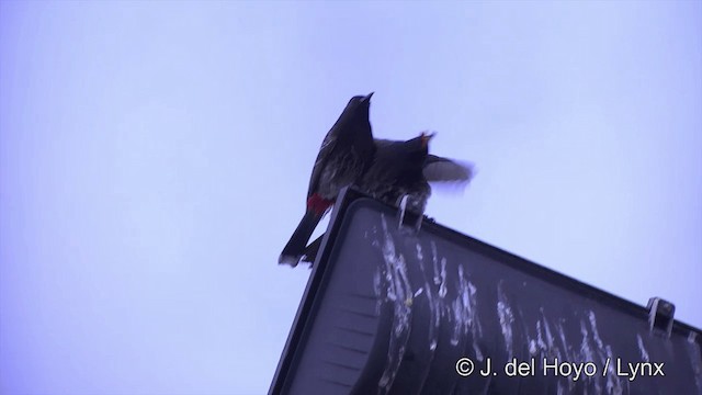 Red-vented Bulbul - ML201439131