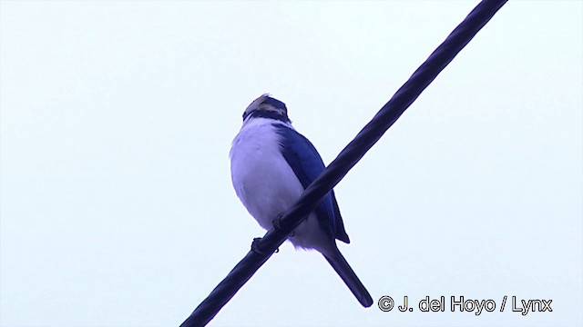 Pacific Kingfisher (South Pacific) - ML201439151