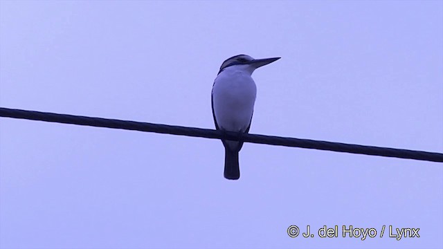 Pacific Kingfisher (South Pacific) - ML201439161