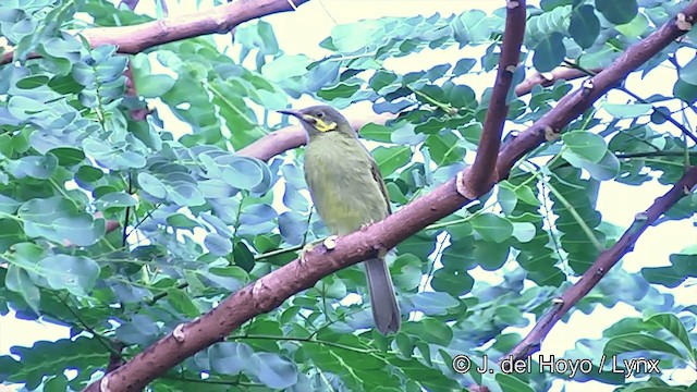 Méliphage foulehaio - ML201439191