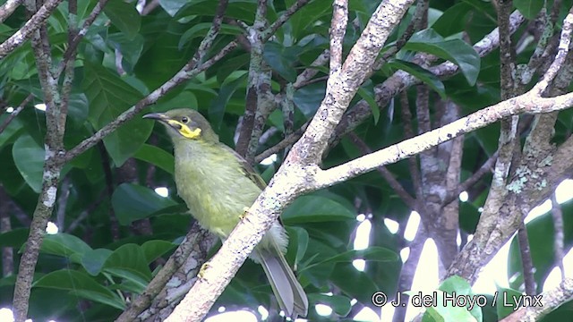 Méliphage foulehaio - ML201439201