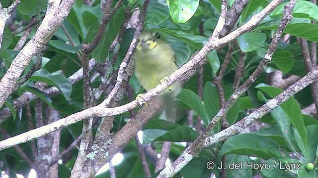 Méliphage foulehaio - ML201439211