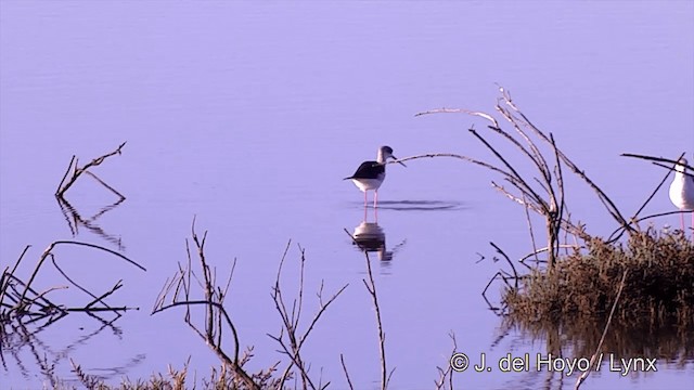 Black-winged Stilt - ML201439271