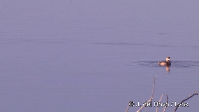 Little Grebe (Little) - ML201439301