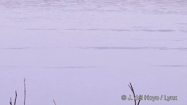 Little Grebe (Little) - ML201439311