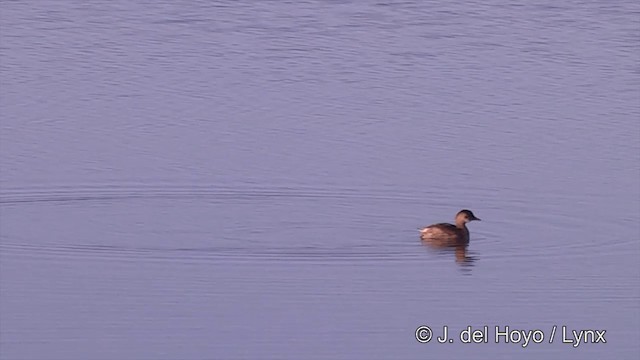 Little Grebe (Little) - ML201439321