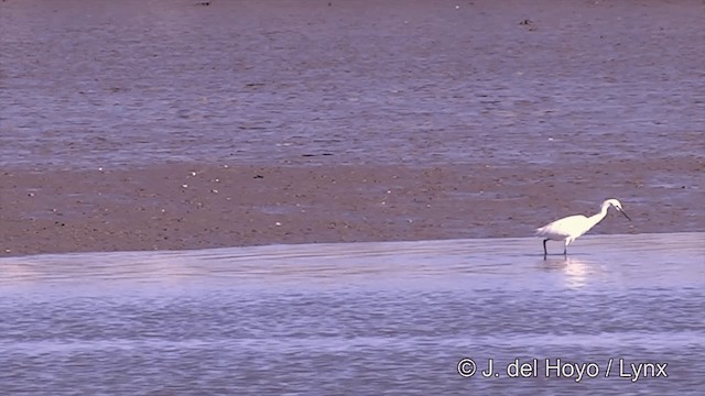 Little Egret (Western) - ML201439331