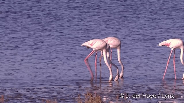 Greater Flamingo - ML201439361