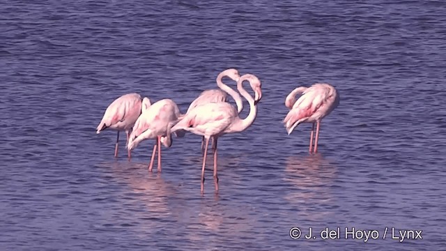 Greater Flamingo - ML201439371