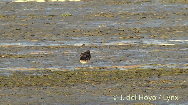 Sharp-tailed Sandpiper - ML201439441