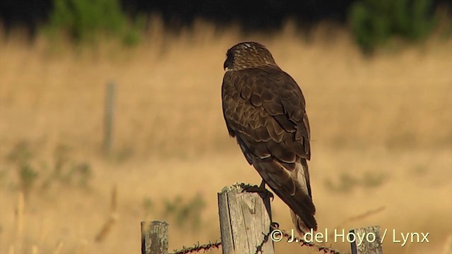 Swamp Harrier - ML201439471