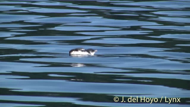 コビトペンギン - ML201439491