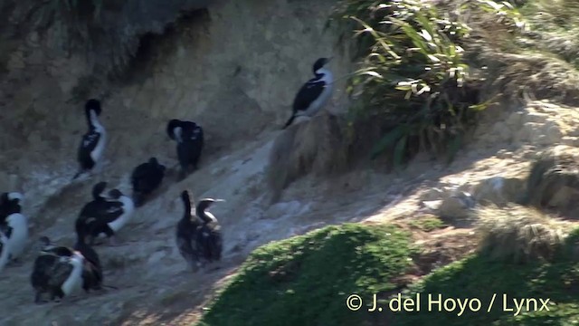 Cormoran caronculé - ML201439511