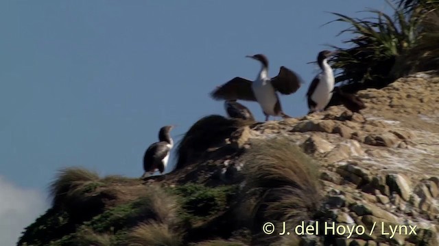 New Zealand King Shag - ML201439521